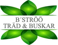 B´STRÖÖ