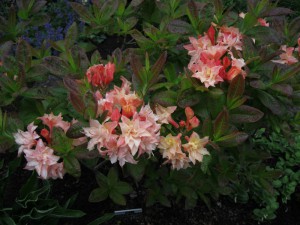 Rhododendron 'Cannon´s Double'