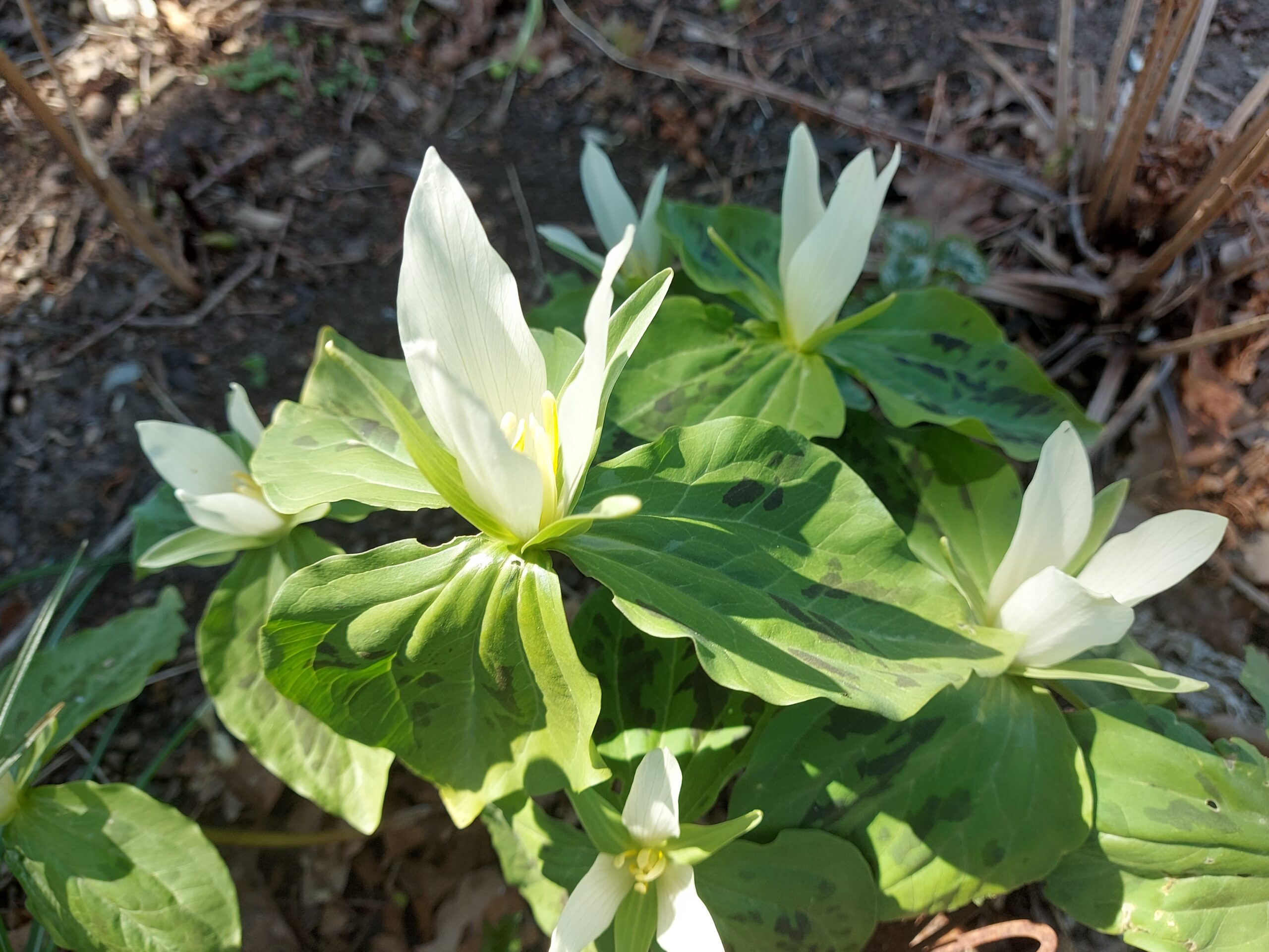 Trillium